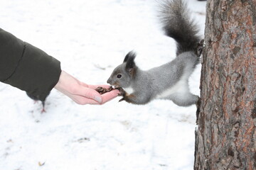 squirrel in the hand