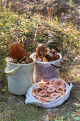 Two buckets of forest mushrooms stand on the grass