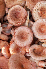 Background of edible forest mushrooms close up