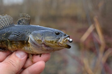 Summer fishing on the lake, Perccottus glenii