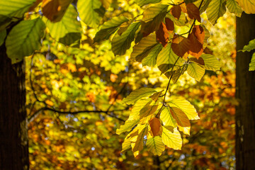 Beautiful autumn branch with yellow  foliage.  Nature and background. Autumn natural background.