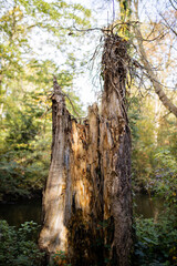Interior of a broken trunk surrounded by plants and with a forest as background
