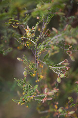 Details from the bush alongside the Thredbo Diggings Campground walking track