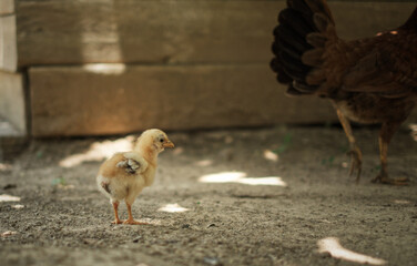 Chick