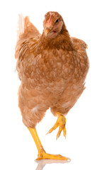 one brown walking chicken isolated on white background, studio shoot