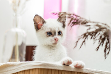 Playful a beautiful white 4 weeks old kitten with blue eyes sitting in the box and looking at dry reed. Image for veterinary clinics, sites about cats, for cat food. Front view
