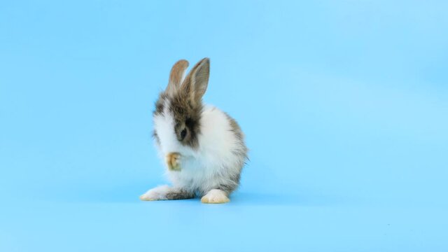bunny easter rabbit stand up on two legs, sniffing, looking around, on blue screen. Lovely bunny easter rabbit. Natural rabbit movement. Animal nature concept.