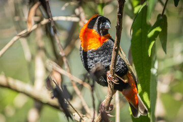 Garden Birds of Southern Africa