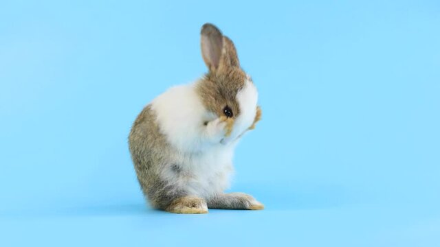 bunny easter rabbit stand up on two legs, sniffing, looking around, on blue screen. Lovely bunny easter rabbit. Natural rabbit movement. Animal nature concept.
