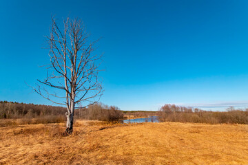 Fototapeta na wymiar A lonely dry tree stands on a spring sunny day.