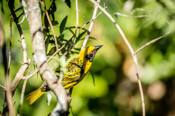 Garden Birds of Southern Africa