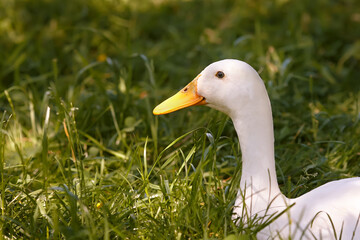 Closeup portrait of a white Indian runner duck