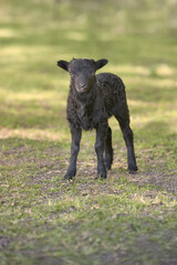Young black male ouessant sheep in the meadow