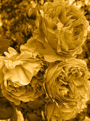 BLOOMING MULTI LAYER PETALS OF  SUMMER ROSES GROWING IN FLOWER GARDEN ,SEPIA COLOUR , VINTAGE RETRO VIBE