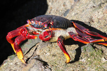 rote_Klippenkrabbe
