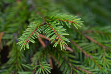 Green branch of spruce with brown branches