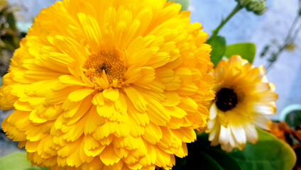 Pot marigold: a species of Daisy, also known as Common marigold, Hen-and-chickens, Garden marigold, Ruddles, it's botanical name is Calendula officinalis.