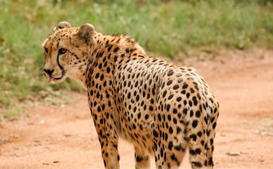 Closeup of a solitary African cheetah standing in the bushveld 