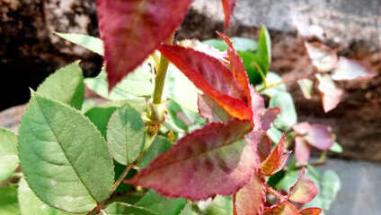 Green leaves of a plant in a pot