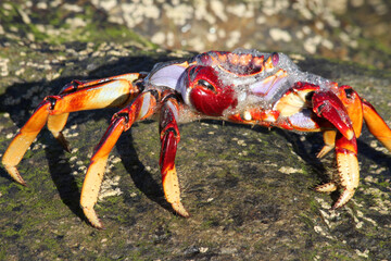 rote_Klippenkrabbe