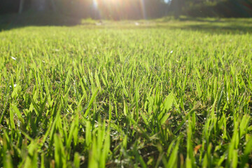 光の差し込む芝生の様子