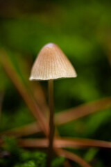 Macro photo of a small mushroom on a dark green background