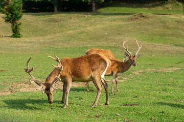 Naklejka premium two deer with large antlers grazing on a green meadow