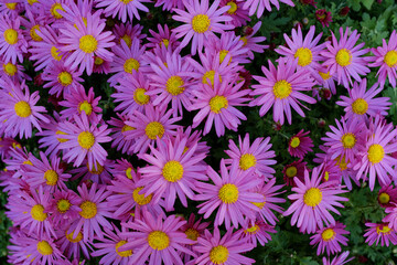 Fototapeta premium ピンク色の花