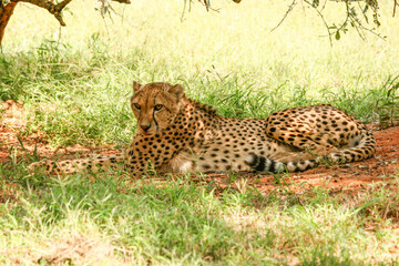 Fototapeta na wymiar A cheetah resting in the shade of an Acacia tree.