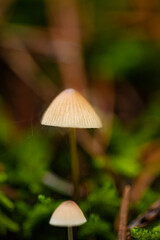 Macro photo of a small mushroom on a dark green background