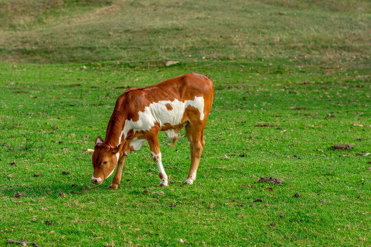 Kuhgatter Bilder Durchsuchen 936 Archivfotos, und