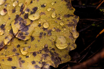 Macro photo of yellow autumn aspen licht covered with raindrops on dark background