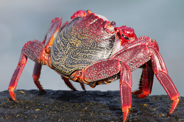rote_Klippenkrabbe