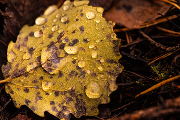 Macro photo of yellow autumn aspen licht covered with raindrops on dark background