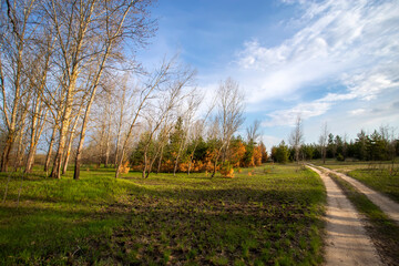 Fototapeta premium Country road among the forest on a spring day.