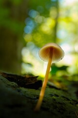 Macro of mushroom in autumn forest