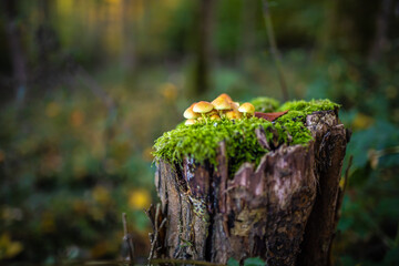 Kleine Pilze im Wald auf einem Baumstamm mit Moos