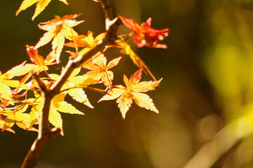 紅葉