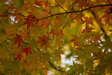 紅葉