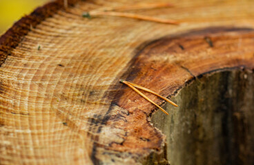 The texture of a brown saw cut wood of a warm shade with wood defects