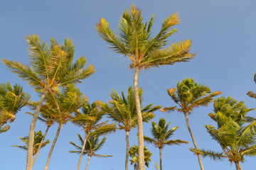 
palm trees on a paradisiacal beach on the island of Aruba