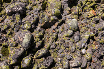 Texture of lichen-covered granite embedded rolling rocks