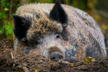 Wild boar relaxing, lying on the ground