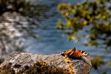 beautiful peacock butterfly is perched on a rock looking at the river