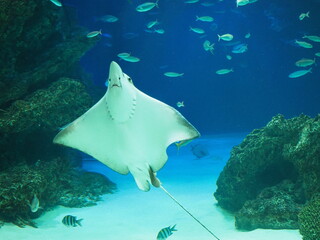 トビエイがいる水槽