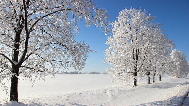 Beautiful European natural landscape with white frosty trees in snow on suburban road side at Sunny winter day on field and clear blue sky background