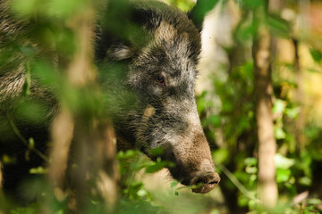 Wild boar - Sus Scrofa in woods