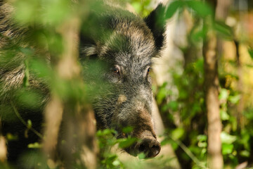 Wild boar - Sus Scrofa in woods - 389194123