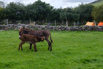 Naklejka na ściany i meble Donkey at Lisleibane, Carrauntoohil Trail Head, County Kerry, Ireland