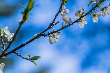 Apple/Cheery blossoms spring